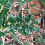 Gaultheria mucronata Folha