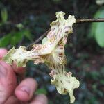 Monodora carolinae Flower