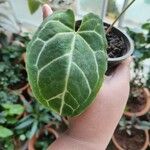 Anthurium clarinervium Yaprak