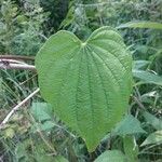 Dioscorea villosa Blatt