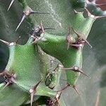 Euphorbia abyssinica Blad