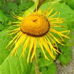 Inula magnifica Flower