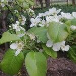 Pyrus communisFlower