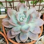 Pachyphytum bracteosum পাতা