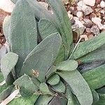 Gasteria pillansii Yaprak