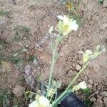 Brassica oleracea 花