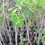 Euphorbia dendroides Leaf