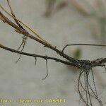 Festuca juncifolia Inny