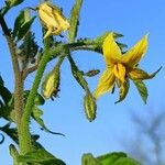 Solanum lycopersicum Blomma