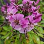 Cleome houtteana Flower