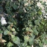 Antirrhinum molle Hoja