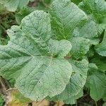 Brassica juncea पत्ता