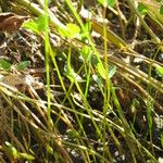 Marsilea strigosa عادت داشتن