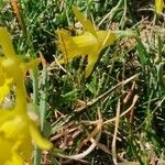 Narcissus cuneiflorus Kwiat