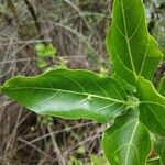 Premna serratifolia Φύλλο