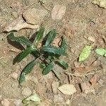 Barleria lupulina Feuille