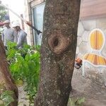 Syzygium jambos Coajă