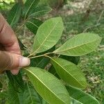 Aglaia elaeagnoidea Deilen