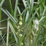 Sparganium emersum Fula