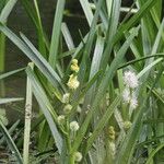 Sparganium emersum Blomma