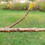 Idesia polycarpa Bark