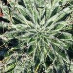 Echium asperrimum Leaf