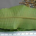 Parathesis trichogyne Leaf