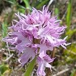 Orchis italica പുഷ്പം