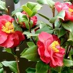 Camellia sasanqua Otro