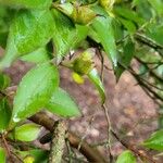 Stewartia monadelpha Vrucht