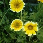 Layia platyglossa Flor