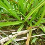 Carex punctata Beste bat