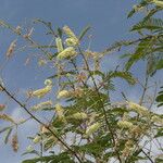 Acacia ataxacantha Flower