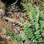 Cosentinia vellea Libunga