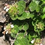 Teucrium pyrenaicum Leaf