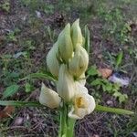 Cephalanthera damasoniumFlower