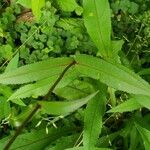 Penstemon digitalis Leaf