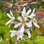 Amelanchier × lamarckii Цвят