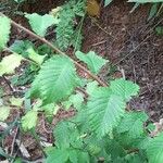 Ulmus glabra Blad