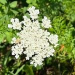 Daucus muricatus Fula