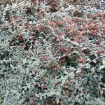 Cotoneaster franchetii Hábito