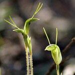 Pterostylis ophioglossa