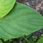 Cornus rugosa Blatt