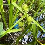 Sparganium americanum Fruit