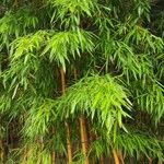 Phyllostachys aurea অভ্যাস