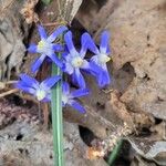 Scilla luciliaeFlor