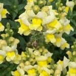 Antirrhinum latifoliumBlomma