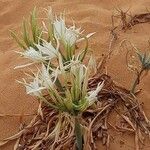 Pancratium maritimum Flower
