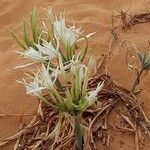 Pancratium maritimum Λουλούδι