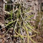 Didierea madagascariensis Leaf
